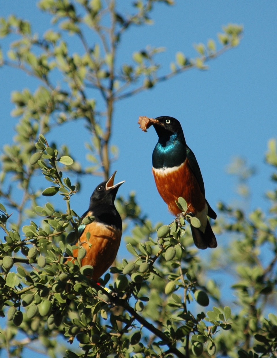 African Starling with worm in beak about to feed other bird with beak open