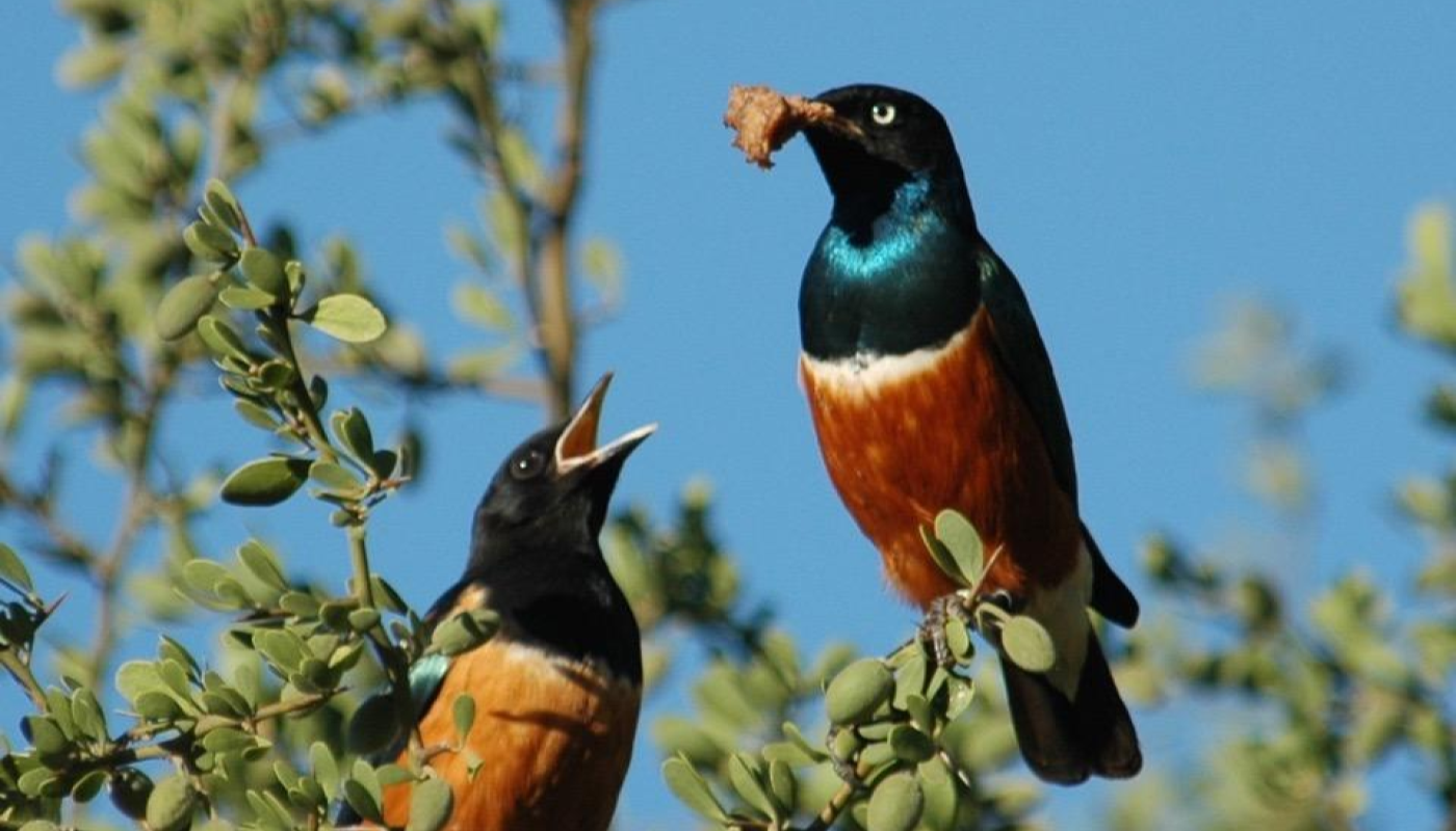 Two Super Starlings, a common African bird - one with food in its beak above another with its beak open