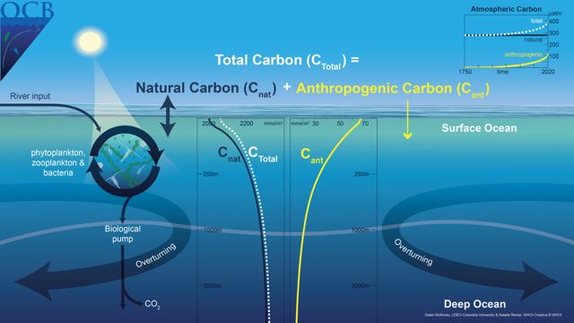 new illustration on natural and anthropogenic components of the ocean carbon cycle