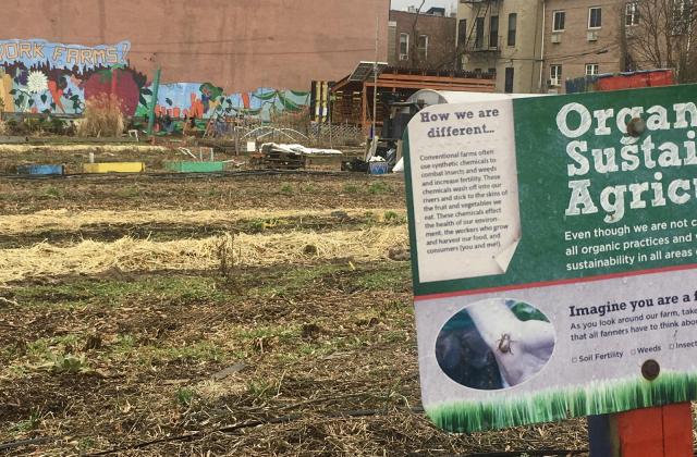 Urban agriculture in NYC