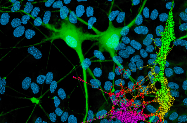 Embryonic stem cells (blue) transitioning into motor neurons (green)